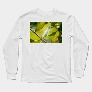 klb baldo leaf Long Sleeve T-Shirt